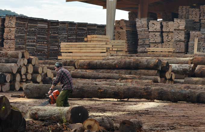 Quand la forêt du Grand Est nourrit des usines et une filière bois en  renouveau