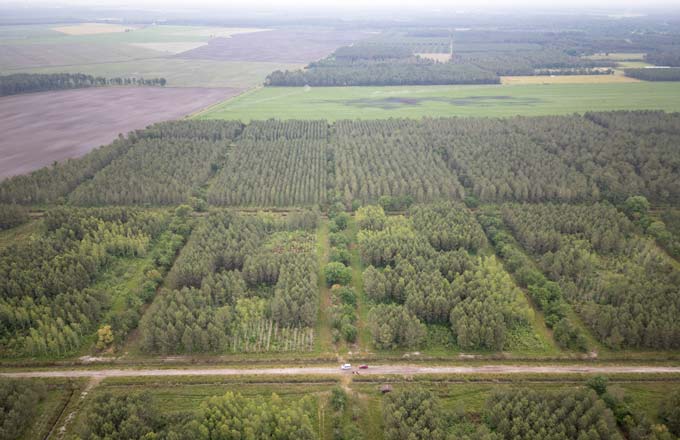 Vue aérienne (juin 2024) du dispositif de recherche Orphee «Plantation forêts mélangées», mis en place par Inrae en 2008 (crédit photo: A. Marquot/Inrae)