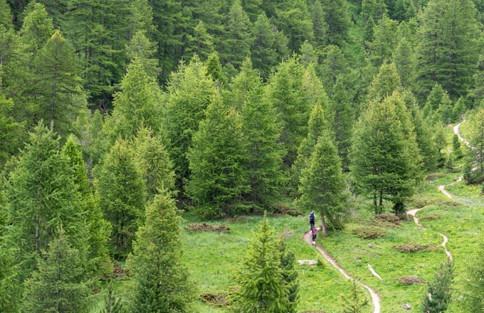 La résilience face aux risques s’articule avec les différentes fonctions «traditionnelles» de la forêt (crédit photo: Olivier Martineau/CNPF)