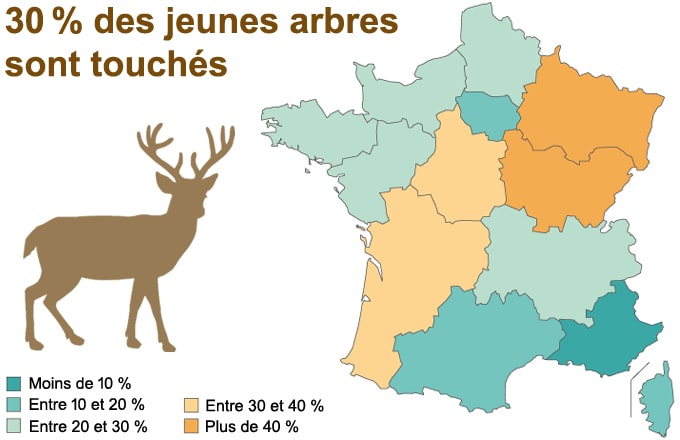 Proportion de jeunes tiges présentant des signes de pression des grands ongulés (tiges abrouties, frottées ou écorcées). La moyenne nationale est de 29%, toutes espèces d’arbres confondues. Source de la cartographie: IGN, campagne d’inventaire forestier 2023. Mise en forme Forestopic