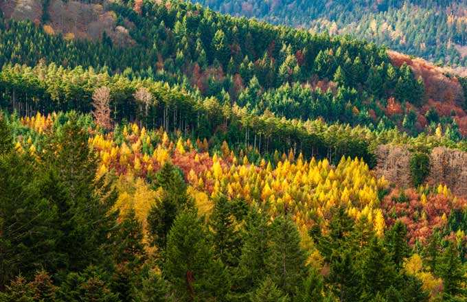 Forêt vosgienne laissant apparaître la crise des scolytes (crédit photo: Olivier Klencklen/Adobe Stock)