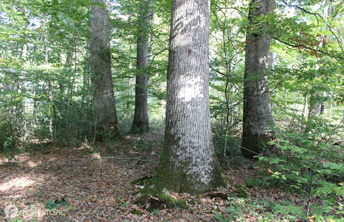 Chênes en forêt domaniale de Tronçais (crédit photo: CC/Forestopic)