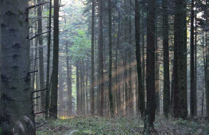 Le règlement européen sur la restauration de la nature entre en vigueur, y compris pour les arbres et forêts