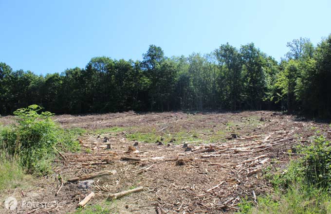 Parcelle après une coupe de bois, en Saône-et-Loire (crédit photo: CC/Forestopic)