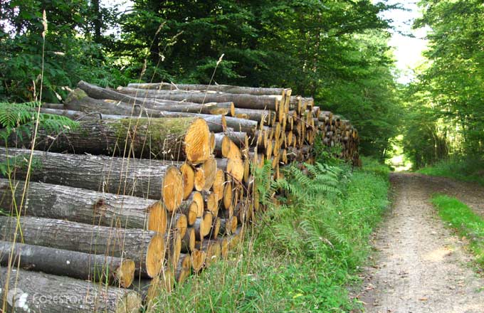 Politique climatique à tâtons, avec des incertitudes sur le puits de carbone et la biomasse