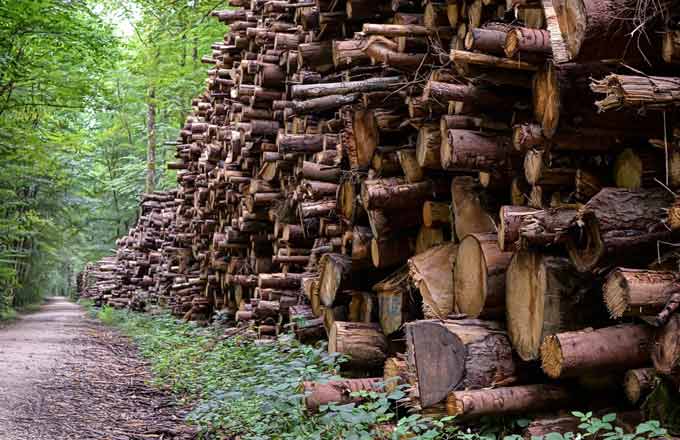 La chimie du bois, de nouveaux débouchés pour la forêt de demain  (ExtraForEst)