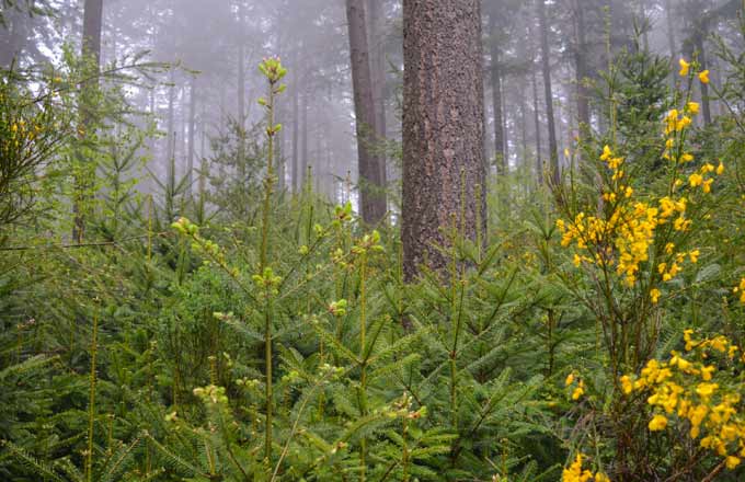 Le choix de la régénération naturelle en forêt nécessite un diagnostic préalable (crédit photo: Hervé Louis/CNPF)