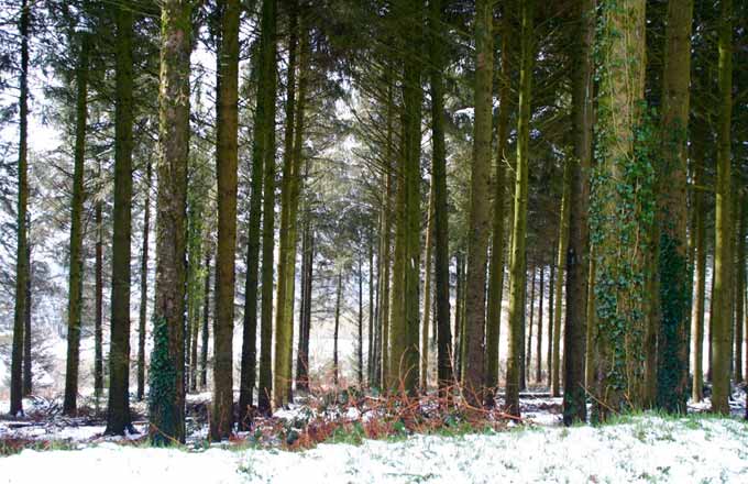 Forêt privée et société civile: la concertation est-elle possible?