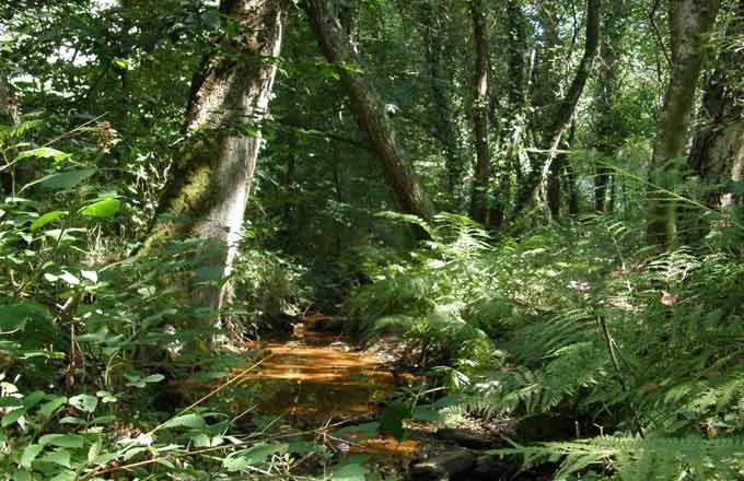 Schiste rouge en forêt de Brocéliande (crédit photo: Xavier Grenié/CNPF)