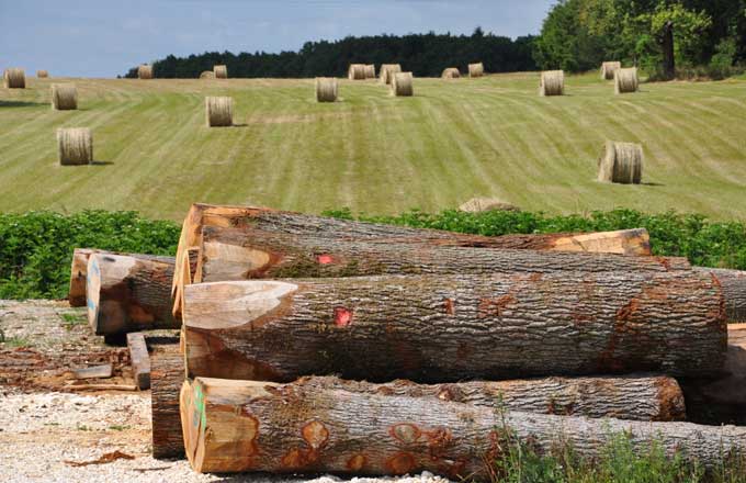 Grumes de chêne dans la campagne nivernaise (crédit photo: Pascal Charoy)