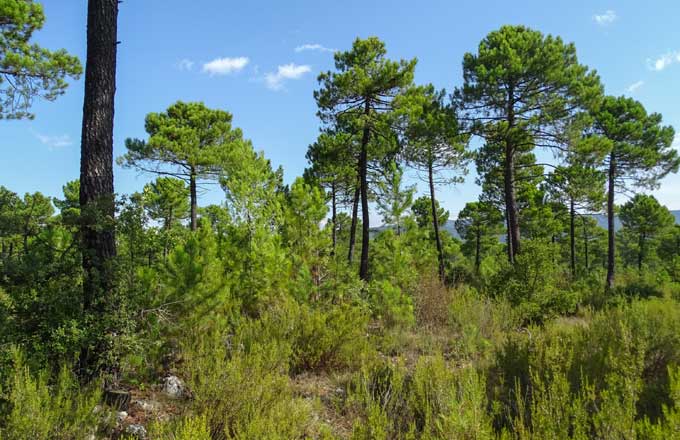 Mélange de pins dans le Haut-Var (crédit photo: Joël-Perrin/CNPF)