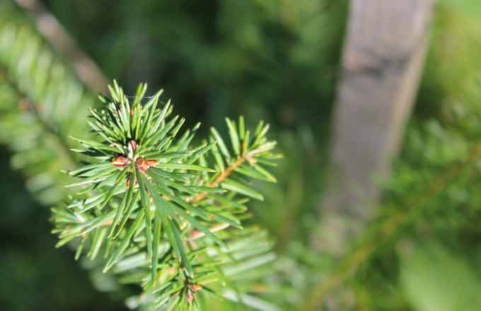 Plongée dans la filière des graines et des plants, berceau de la forêt