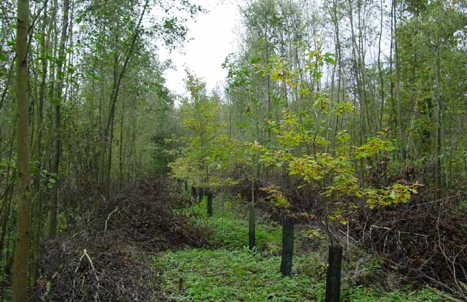 Mélange de chênes et d'aulne, testé derrière une ancienne peupleraie communale (crédit photo: Benjamin Cano/CNPF)