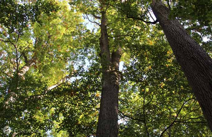 Chênes en forêt domaniale de Tronçais (crédit photo: CC/Forestopic)