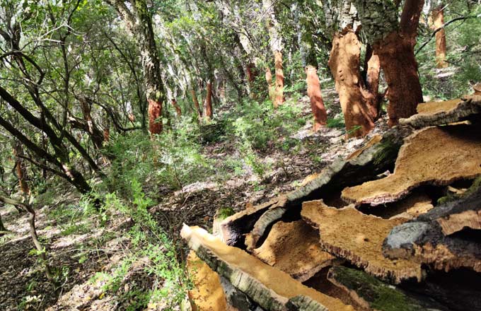 La récolte potentielle de liège dans les forêts privées de Corse est évaluée à 5 000 tonnes annuelles (crédit photo: T. Bouchet/ Silvacoop)