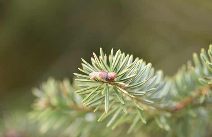 Changement climatique: quelles essences d’arbres pour renouveler la forêt?