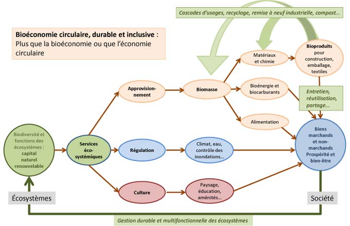 Une vision de la bioéconomie circulaire, durable et inclusive (au bénéfice de tous), s’appuyant sur la production de services écosystémiques, dont la biomasse utilisée pour l’alimentation, l’énergie et les matériaux (y compris les composés chimiques) qui doivent faire d’objet d’une économie circulaire, la production de bioénergie ne concernant que les matériaux en fin de vie et les sous-produits des chaînes de production (bois d’éclaircie, bois en fin de vie, déchets de scierie…). La bioéconomie circulaire prend également en compte les services non-marchands qui sont importants pour la société sans générer de flux monétaires. Graphique adapté de: Hetemäki L., Hanewinkel M., Muys B., Ollikainen M., Palahi M. et Trasobares A., 2017, “Leading the way to a European circular bioeconomy strategy”. From Science to Policy 5. European Forest Institute (EFI)