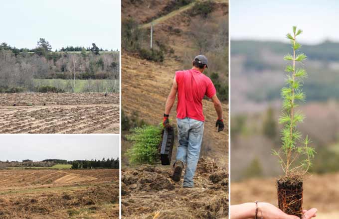 Forêt de Gioux, dans la Creuse, prise en gestion par EcoTree (hors bail forestier), fin 2018