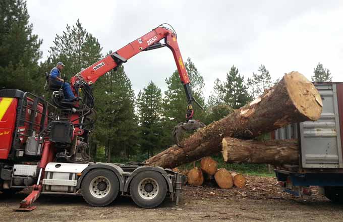 Chargement de grumes en conteneur, SARL Guilmin