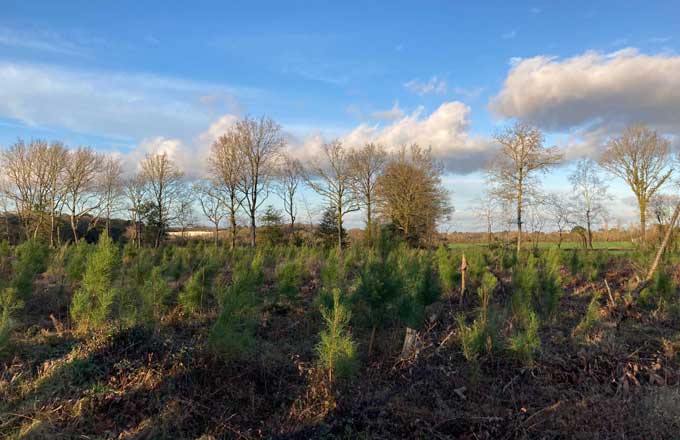 Néosylva fait évoluer son modèle économique pour la mise en gestion des forêts