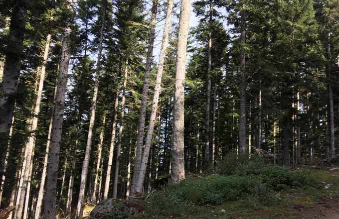 La forêt de Salvanère renferme des sapins et des hêtres entre 1 000 et 1 800 mètres d’altitude