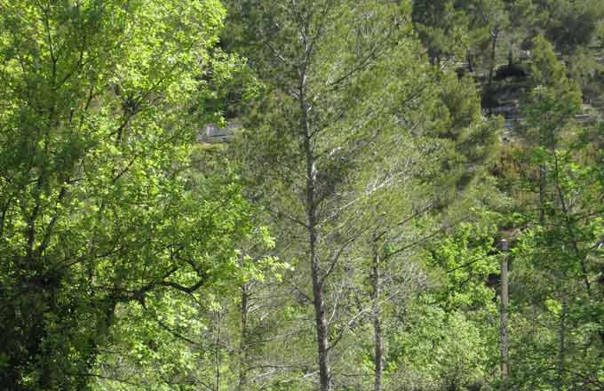 Face au changement climatique, la forêt, le carbone… et l’humain!