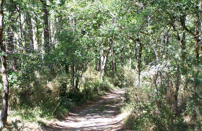 Les forêts de protection totalisent environ 150 000 hectares en France