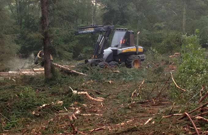 Travaux forestiers en forêt du plateau de Millevaches. Coupe finale en futaie régulière (crédit photo: Bernard Palluet)