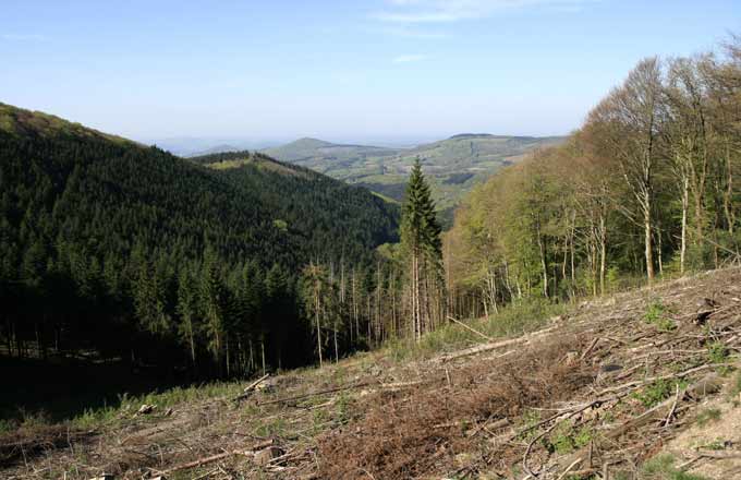 Le PNR du Morvan plaide pour un encadrement plus strict des coupes à blanc (crédit photo: PNR du Morvan)