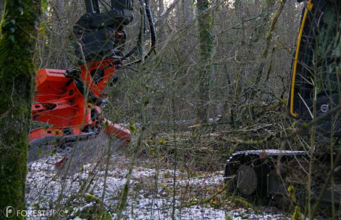 Forêt-bois: plus de 18 coopératives et combien de mètres cubes