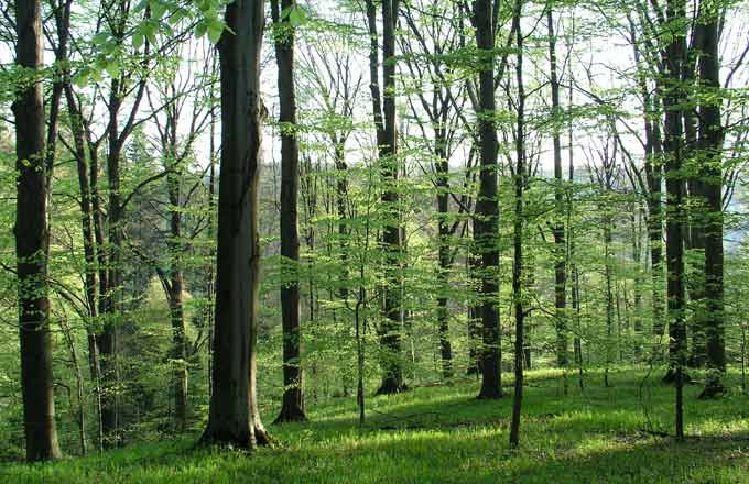 Forêt certifiée FSC du groupement GGRFB en Bourgogne