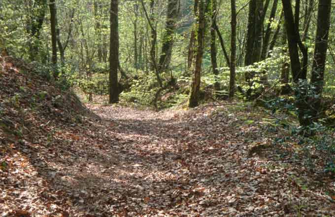 Le foncier forestier évalué à 1 800 euros par hectare