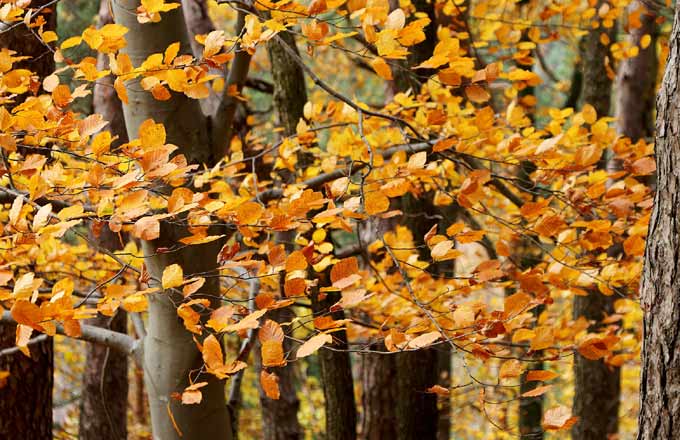 L’Auvergne-Rhône-Alpes compte 2,5 millions d’hectares de forêts