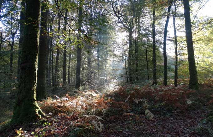 Dans le groupement forestier d’investissement, la responsabilité de chaque associé ne dépasse pas le montant de son apport