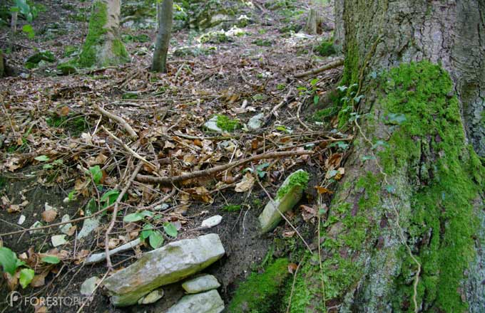 L’absorption nette de méthane par le sol est plus élevée en forêt tempérée qu’en forêt boréale ou tropicale (crédit photo: Forestopic)