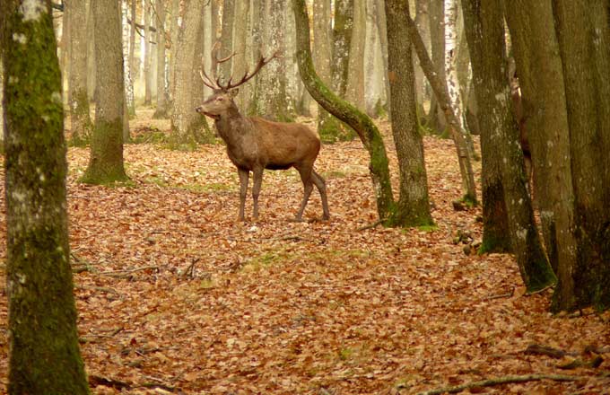 Une pratique conforme à l’intérêt général permettrait de faire des économies de salive, d’encre et de bois défectueux, et de rendre la forêt à la société