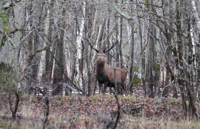 Cerf élaphe en forêt de Chambord (crédit photo: François Lebourgeois)