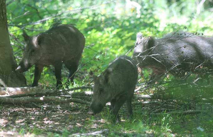 La France renouvelle ses mesures de prévention de la peste porcine africaine, qui a été détectée parmi des sangliers de plusieurs pays européens