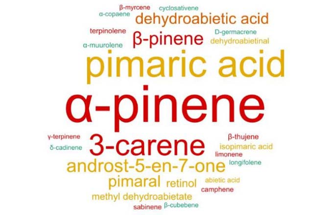 Compositions moyennes des térébenthines en phase solide : mots-clés (illustration Gemm-Est)