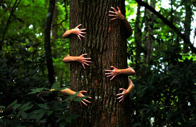 Les arbres et la forêt, c’est la santé! Vraiment?