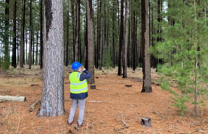 Plantation de pin radiata à Mount Gambier, en Australie du Sud (photo: droits réservés)