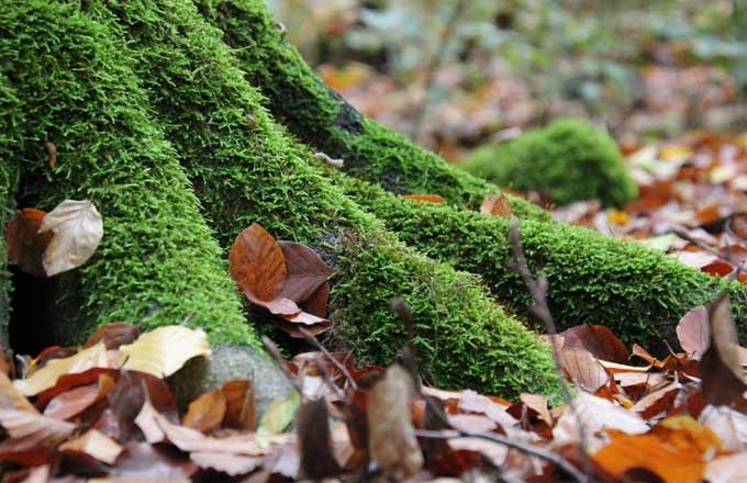 biodiversite-tronc-mousse-feuilles-DR