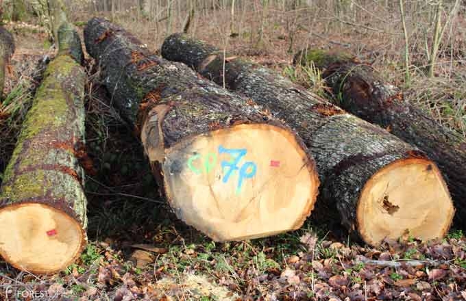 Grume-chene-qualite-sciage-foret-domaniale